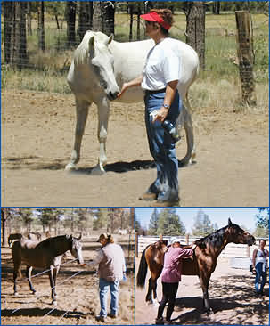 Equine Experiential Learning