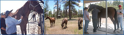 Explore the Heart of the Horse